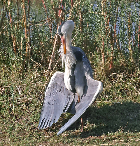 Grey Heron preening